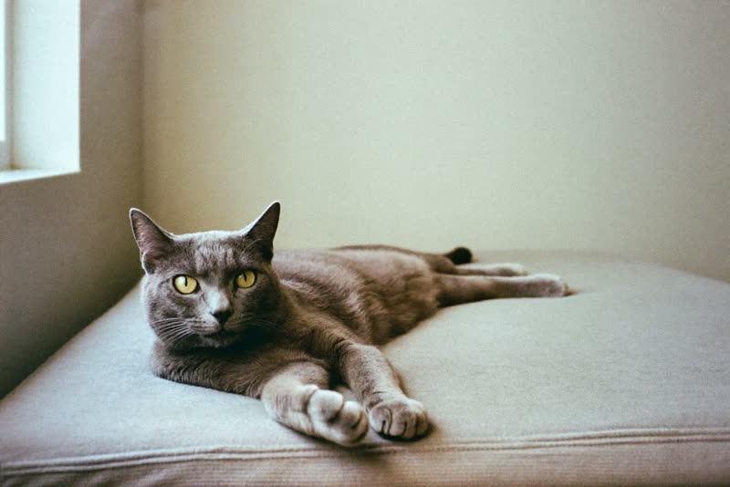 A grey cat lying stretched out on a cushion in a quiet room