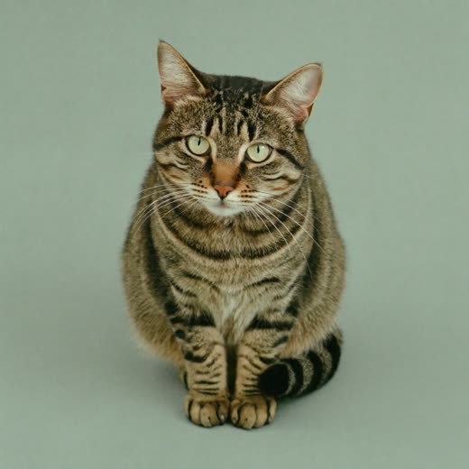A tabby cat sitting calmly against a plain pale backdrop