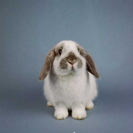 A small rabbit sitting upright against a plain pale backdrop